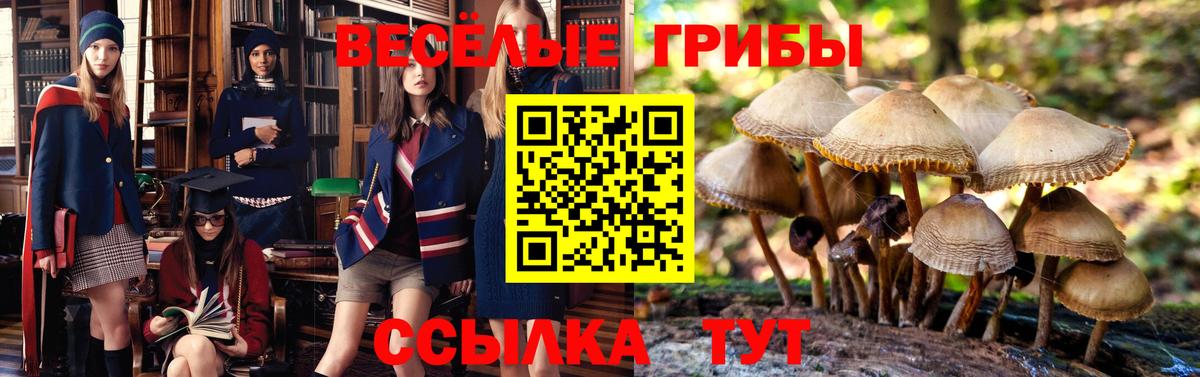 Псилоцибиновые грибы GOLDEN TEACHER Миасс